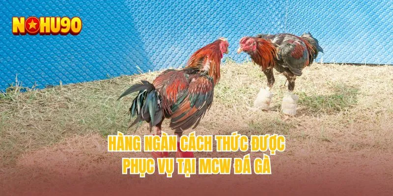 Hàng ngàn cách thức được phục vụ tại MCW đá gà
