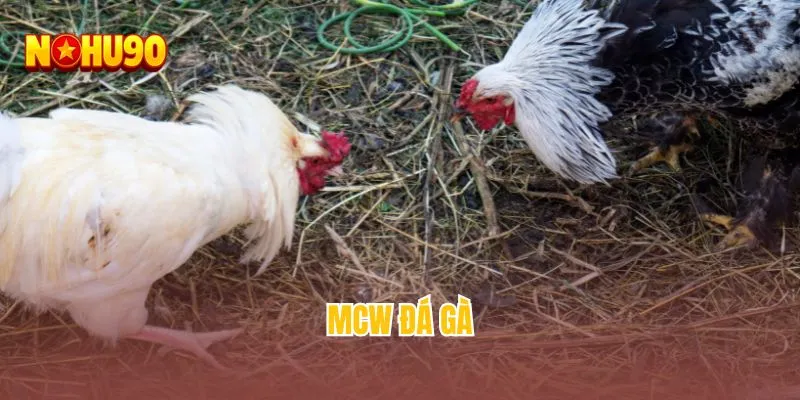 MCW đá gà