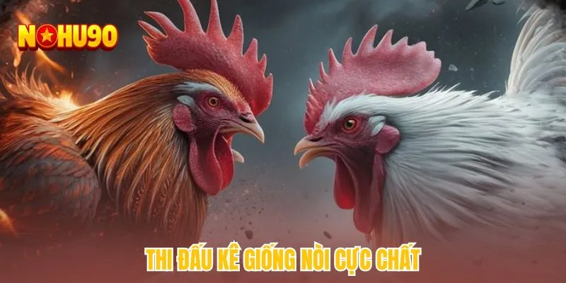 Thi đấu kê giống nòi cực chất