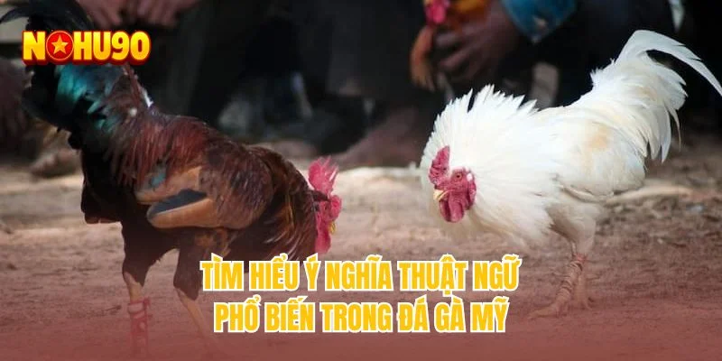 Tìm hiểu ý nghĩa thuật ngữ phổ biến trong đá gà Mỹ